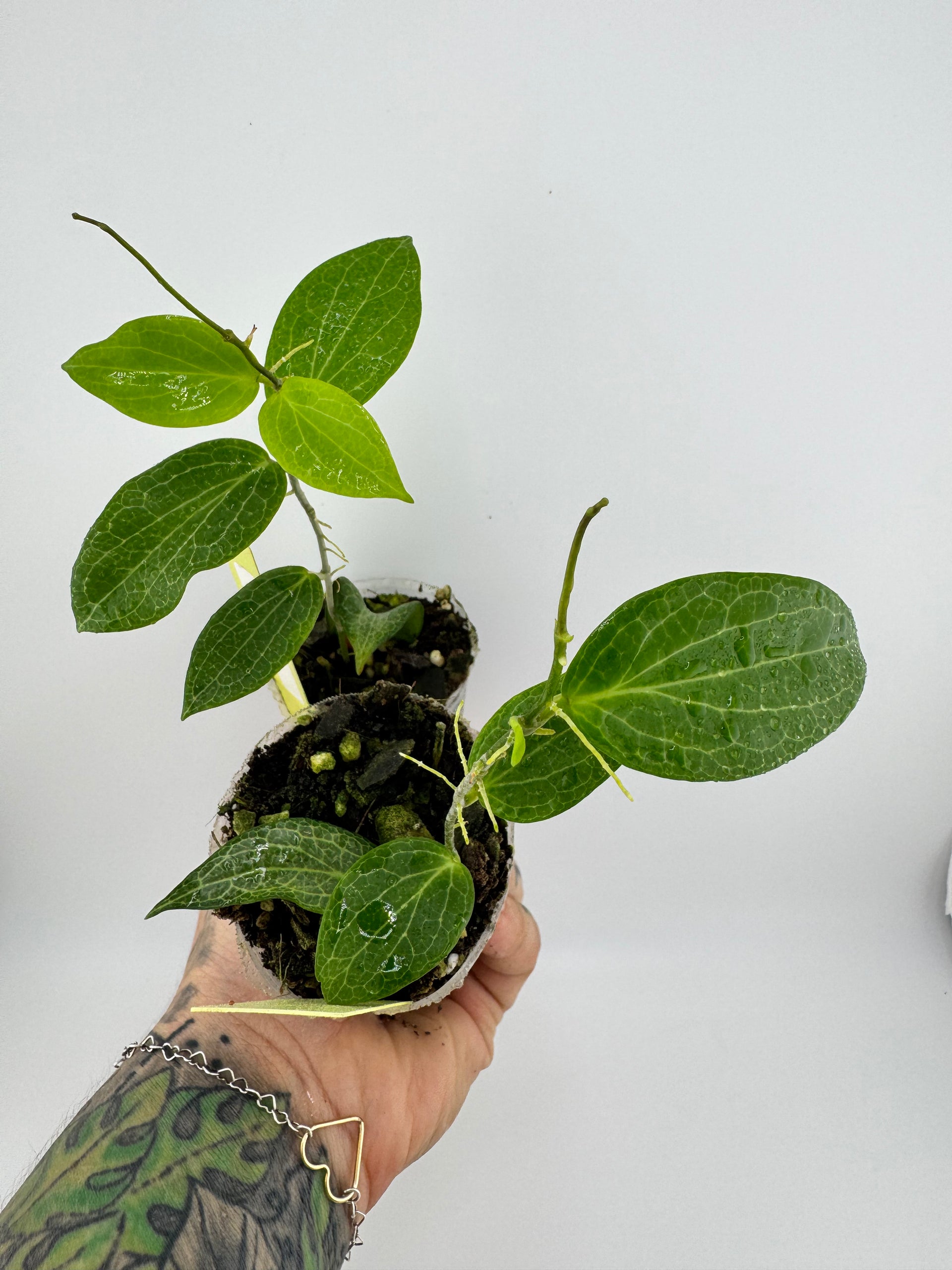 Hoya Fitchii Yellow Flower – Priest's Plant Paradise
