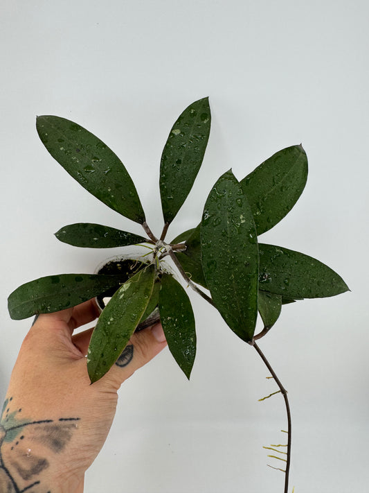 Hoya EPC-301 X (unknown) open cross seedling