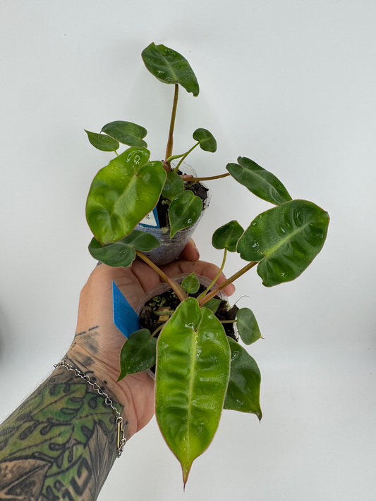 Philodendron billieatiae