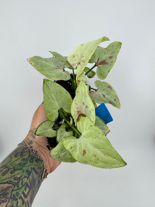 Syngonium Pink Salmon
