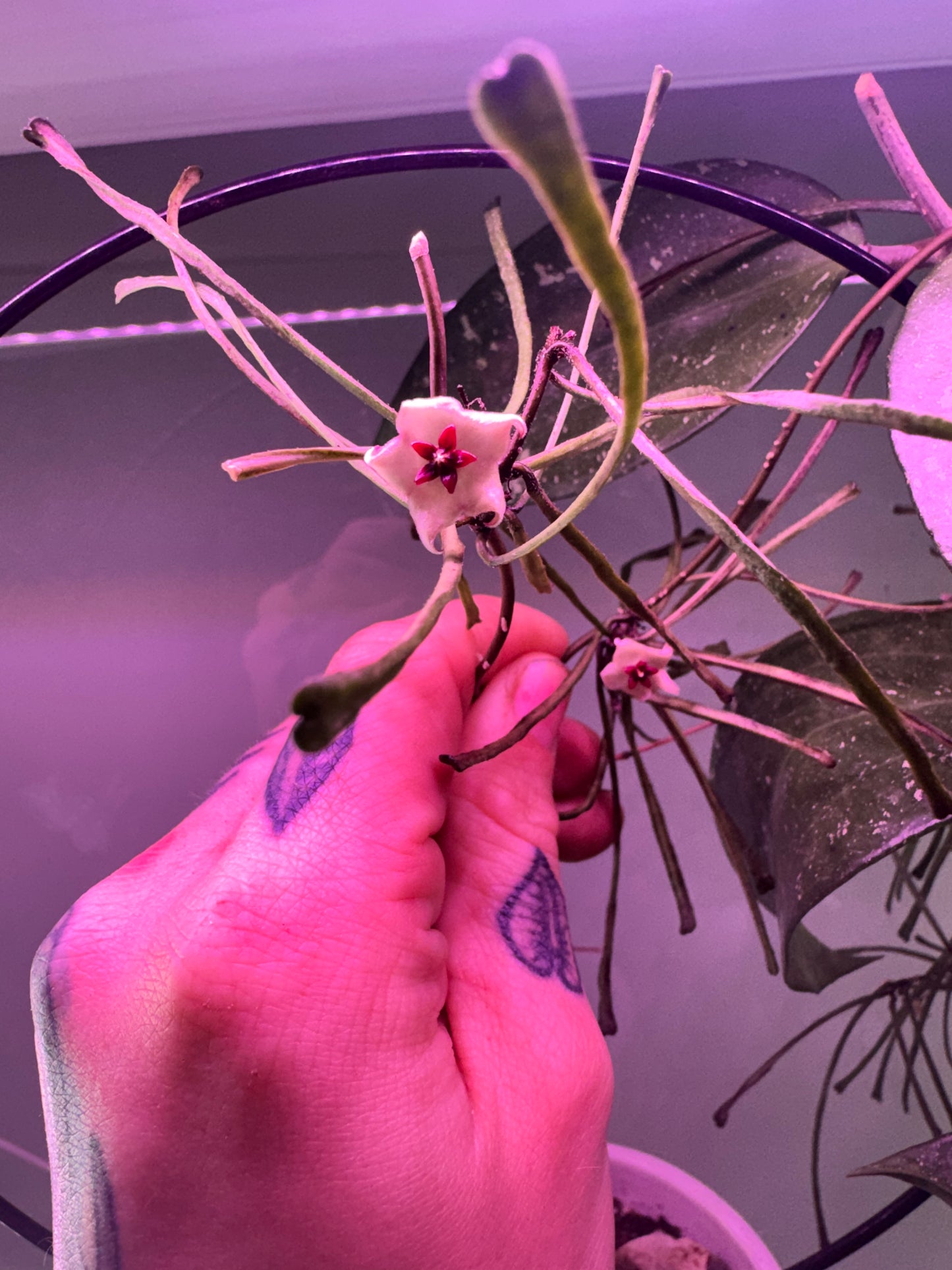 Hoya Retusa