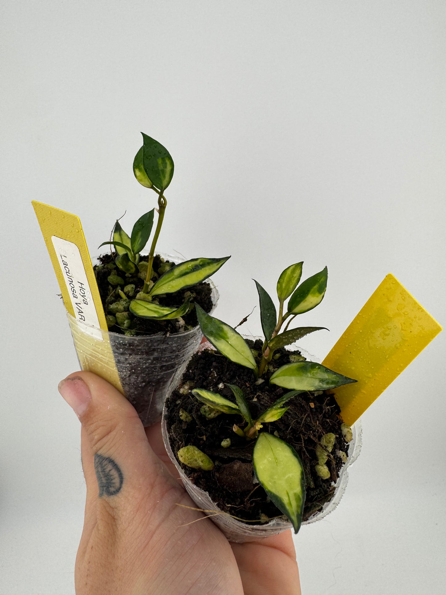 Hoya Lacunosa Variegated