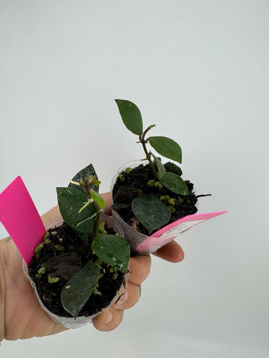 Hoya sipitangenis