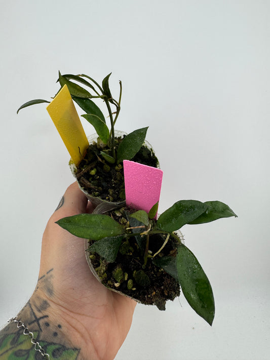 Hoya Lacunosa ‘Royal flush’