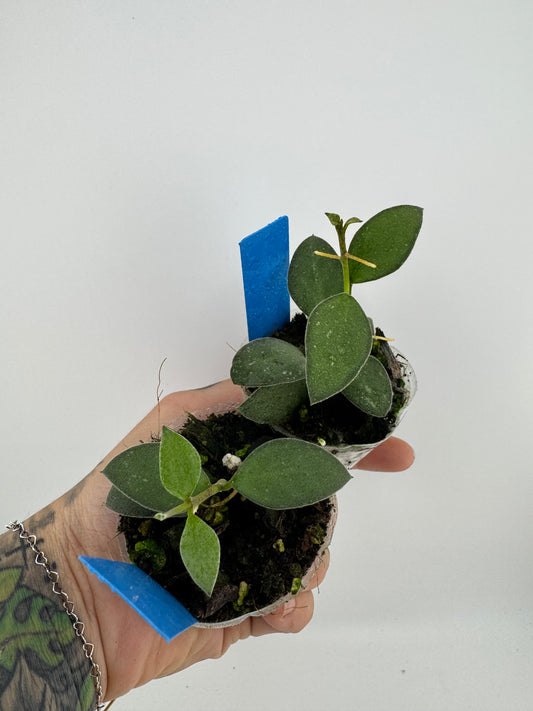 Hoya nummularioides