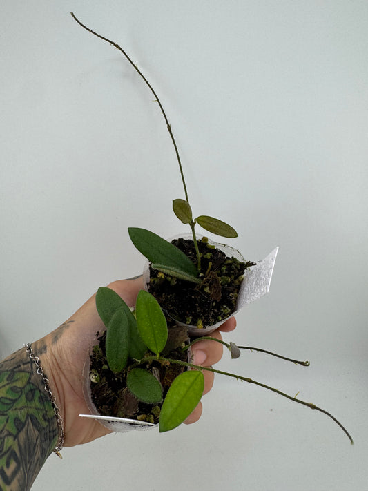 Hoya Lyi ‘long leaves’