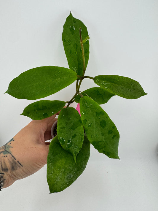 Hoya EBW-04