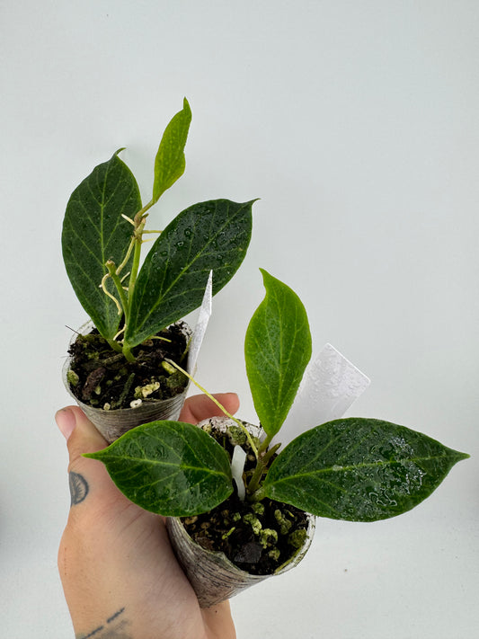 Hoya Phillips Obscura