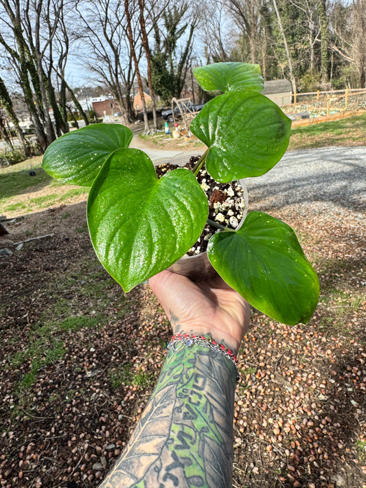 Homalomena Rubescens Green Emerald
