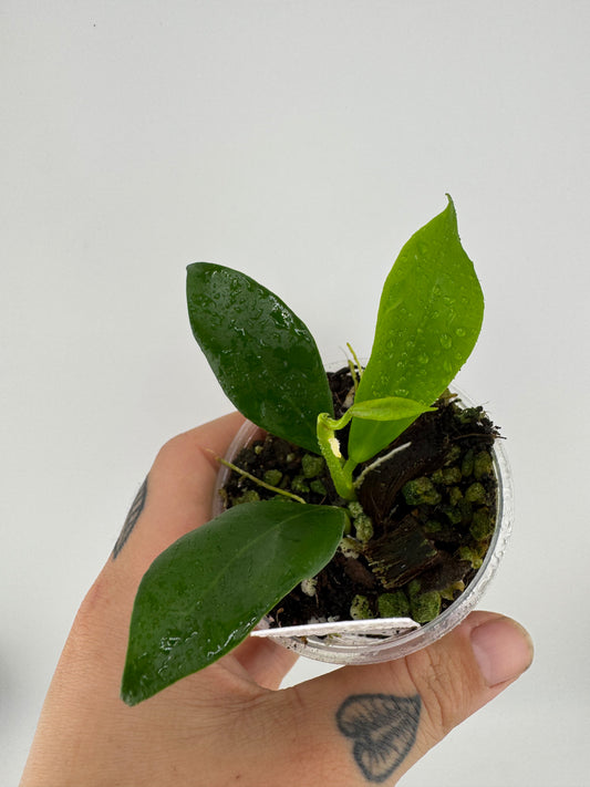 Hoya Rosiarioae