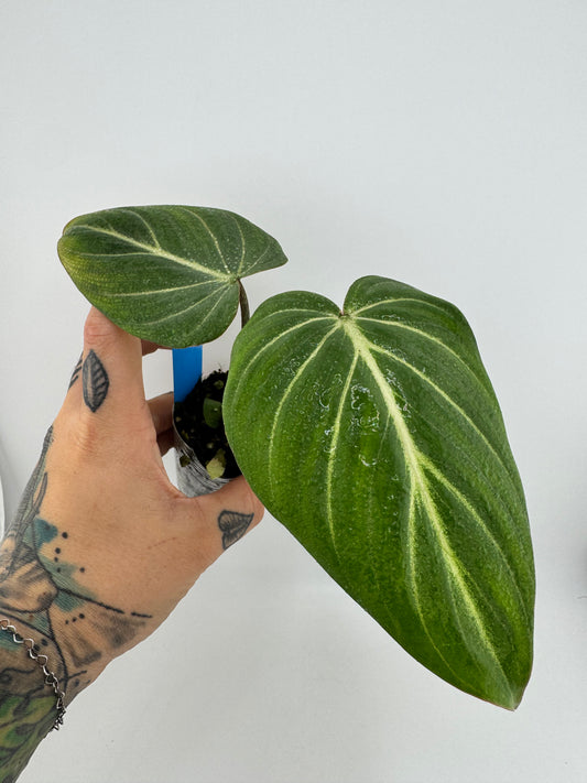 Philodendron Gloriosum ‘D’ shape