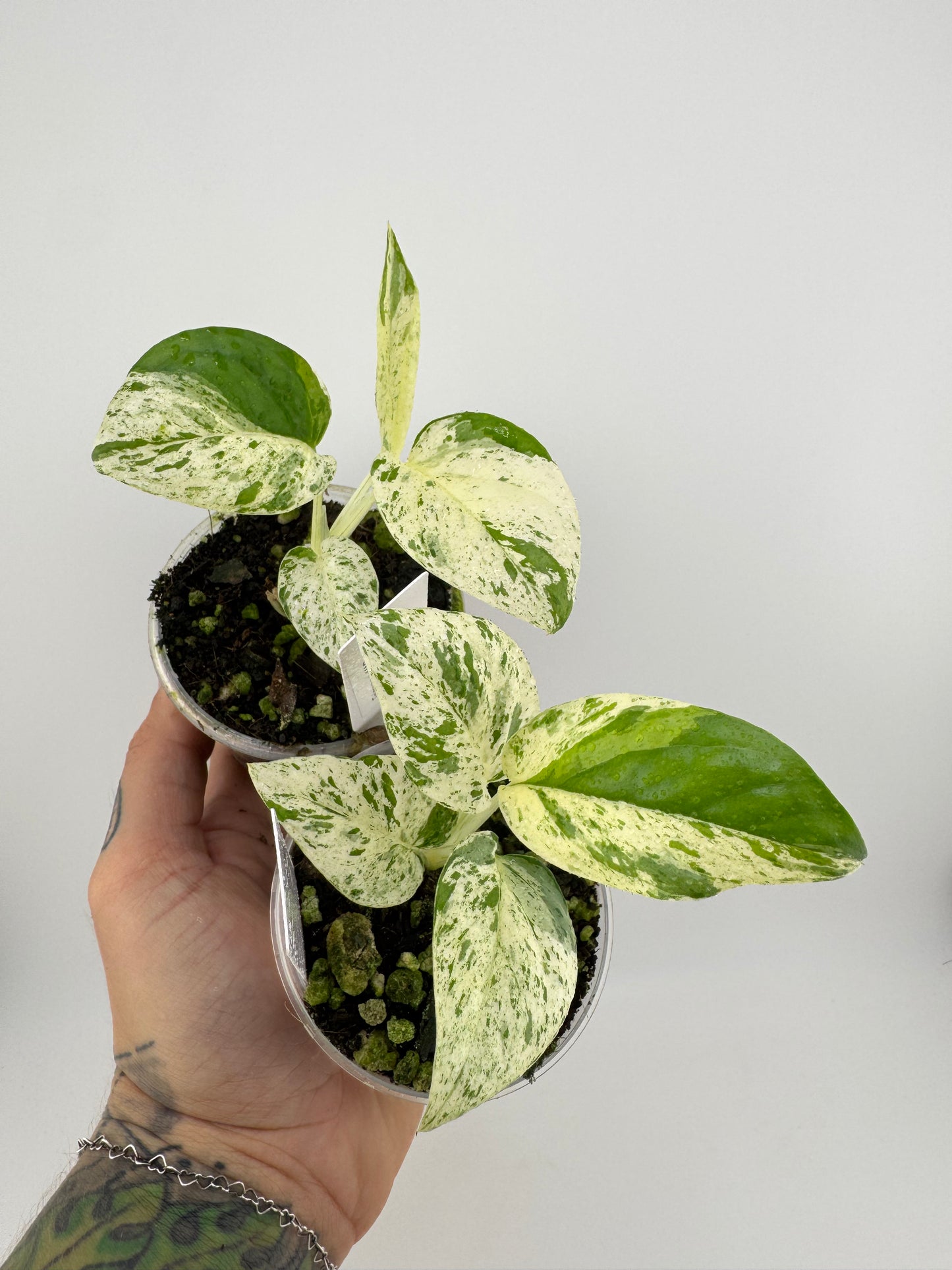 Epipremnum Pinnatum ‘Marble’ Variegated
