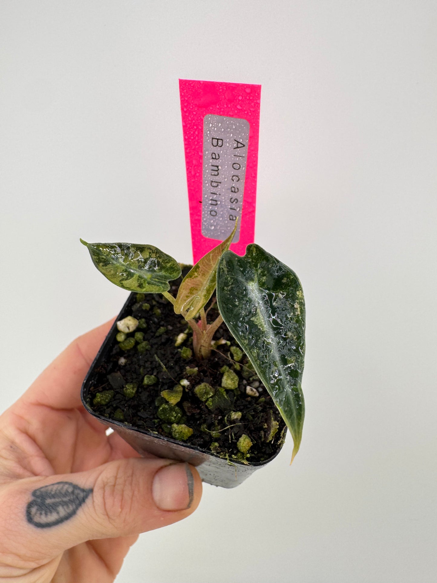 Variegated Alocasia Bambino Albo/Pink