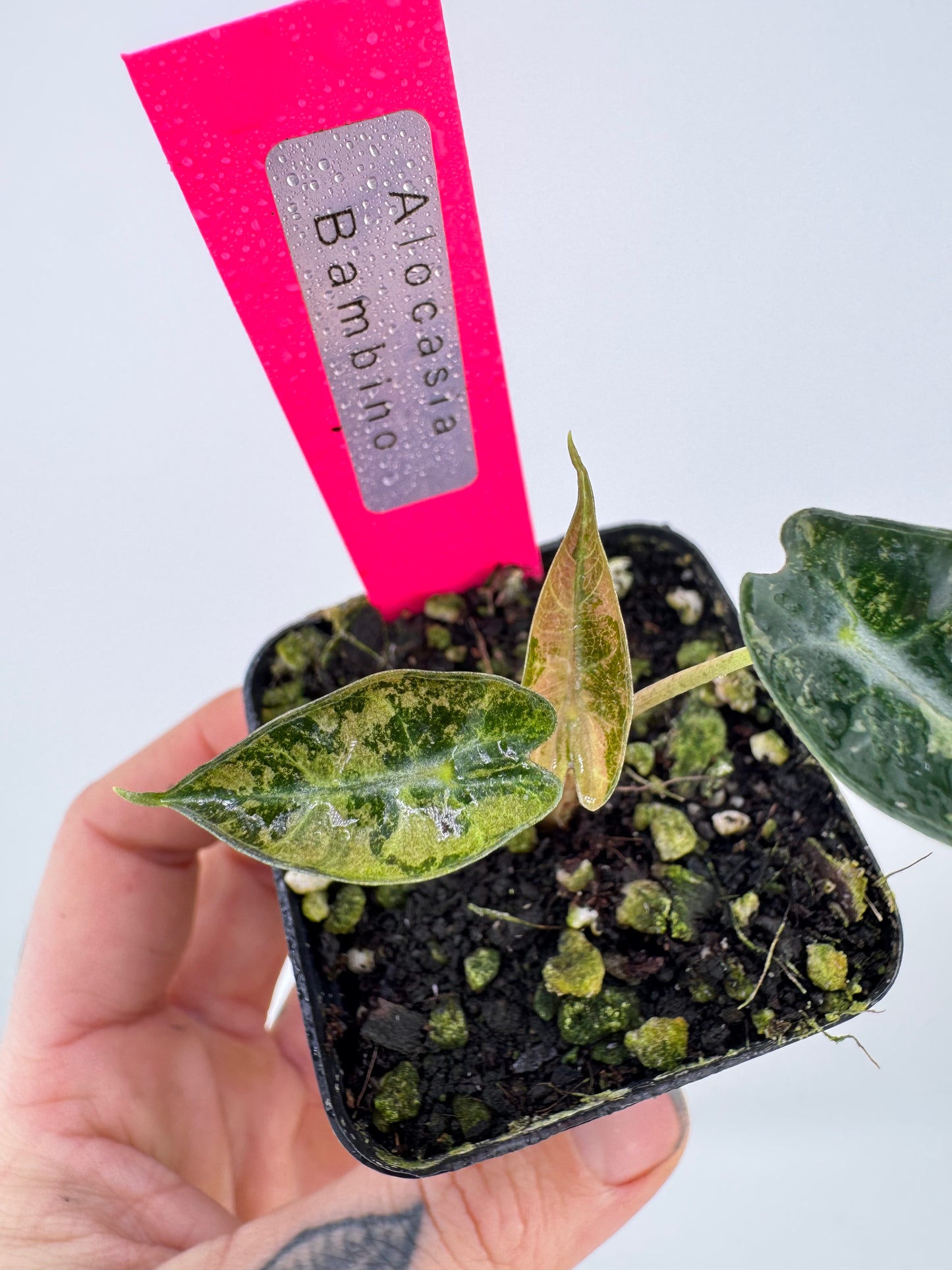 Variegated Alocasia Bambino Albo/Pink