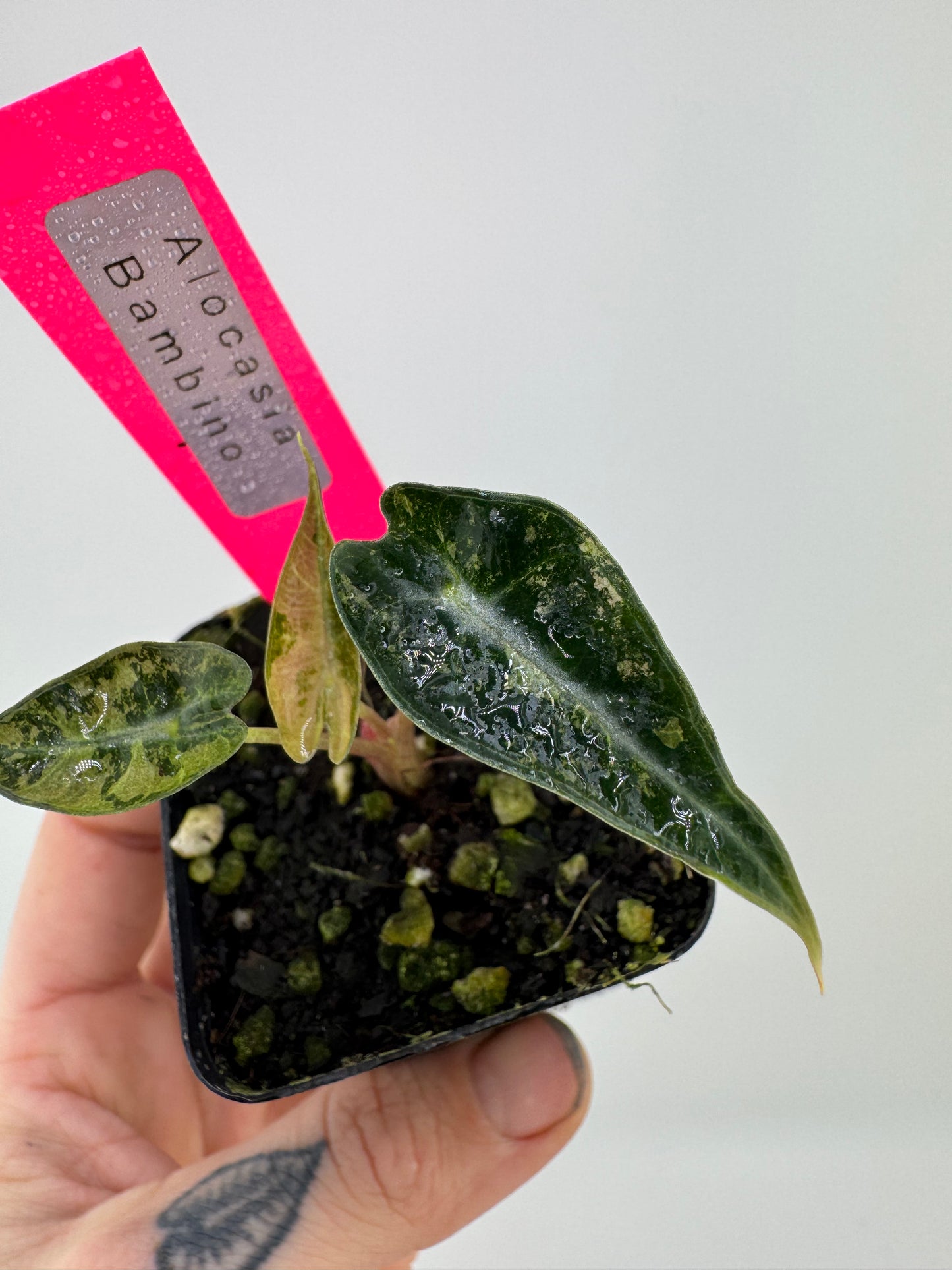 Variegated Alocasia Bambino Albo/Pink