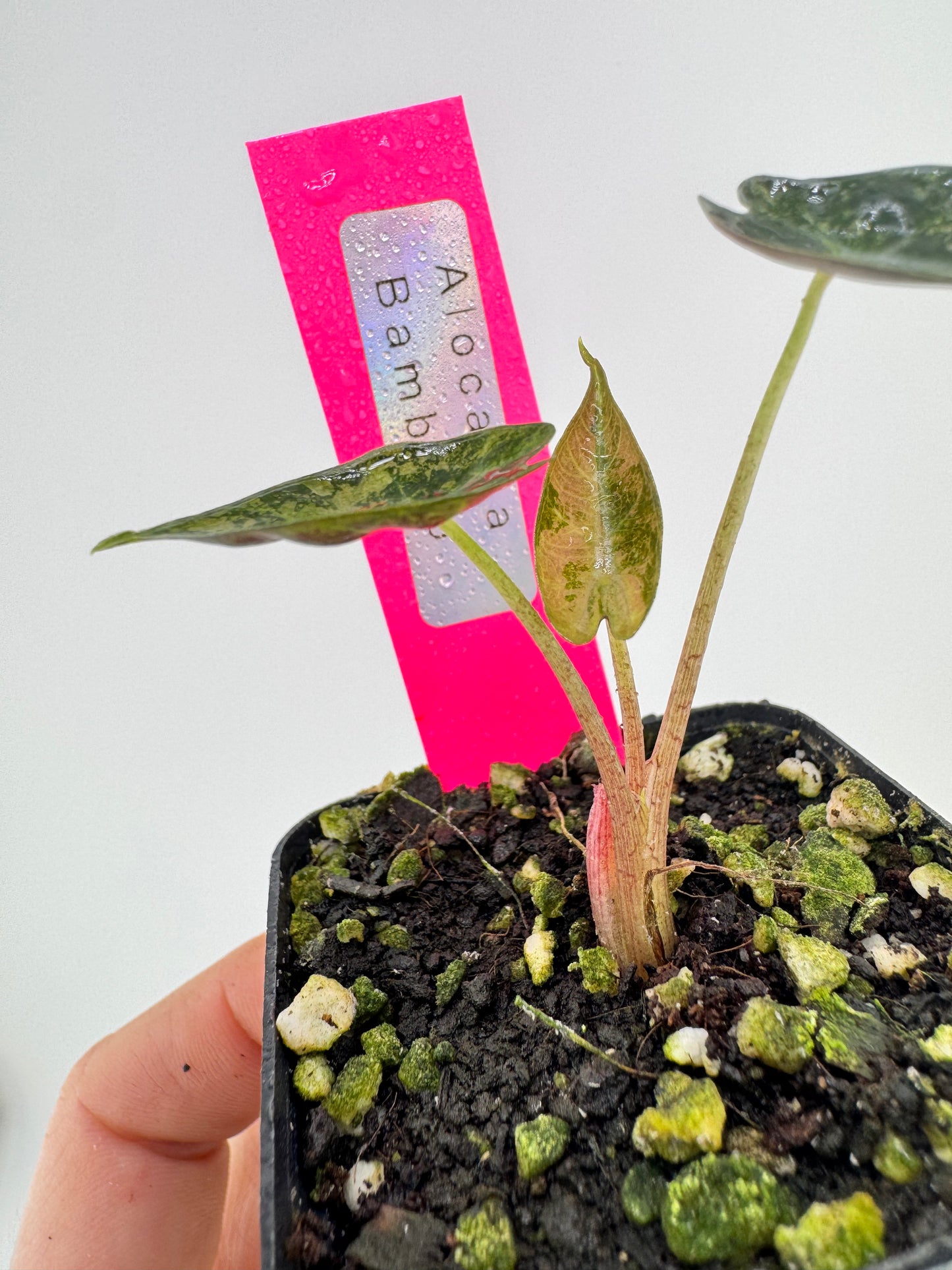 Variegated Alocasia Bambino Albo/Pink