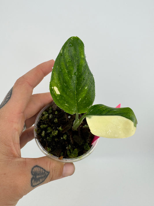 Monstera Standleyana ‘Albo’