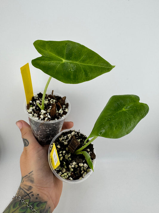 Alocasia Pink Dragon