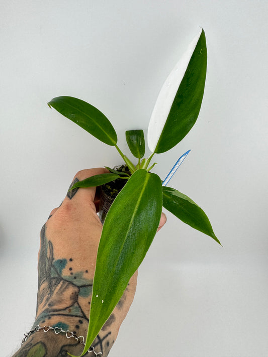 Philodendron White Princess