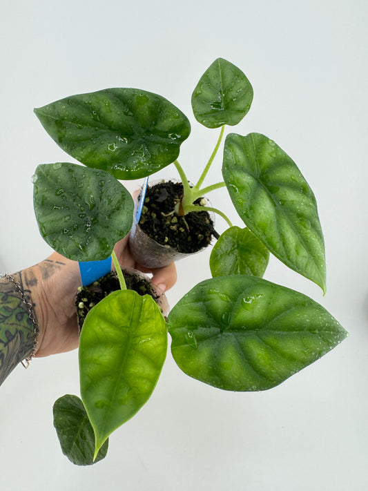 Alocasia Dragon Scale