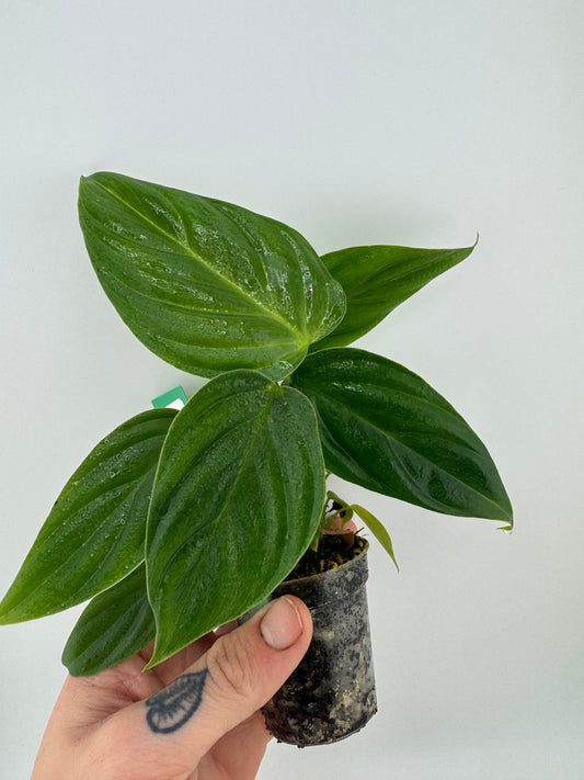 Philodendron Nangaritense ‘Fuzzy Petiole’