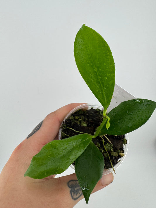 Hoya Rosiarioae