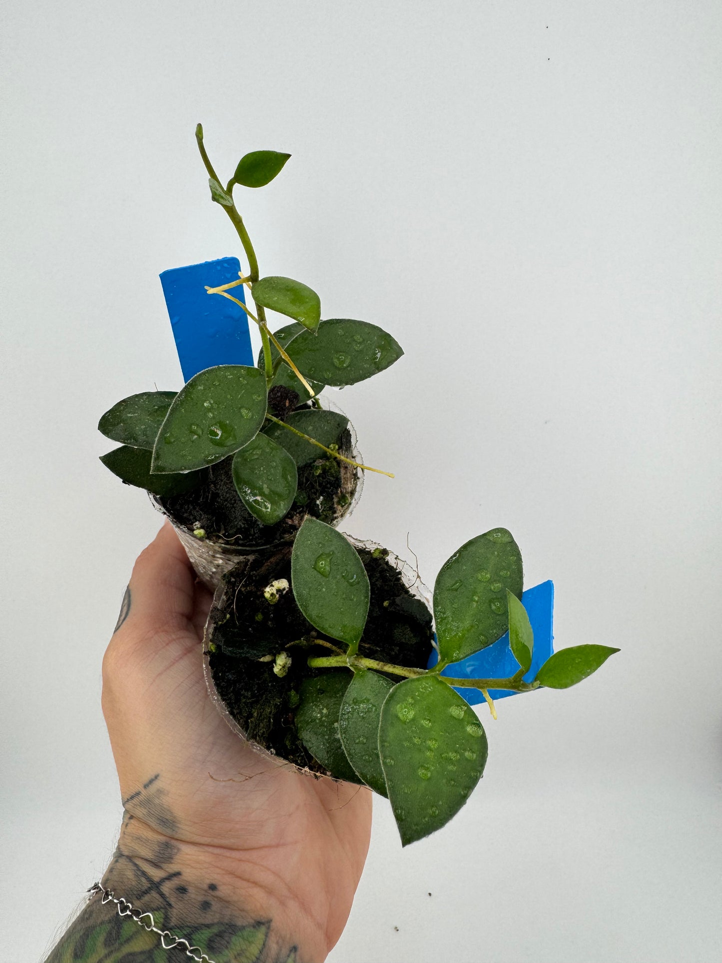 Hoya nummularioides