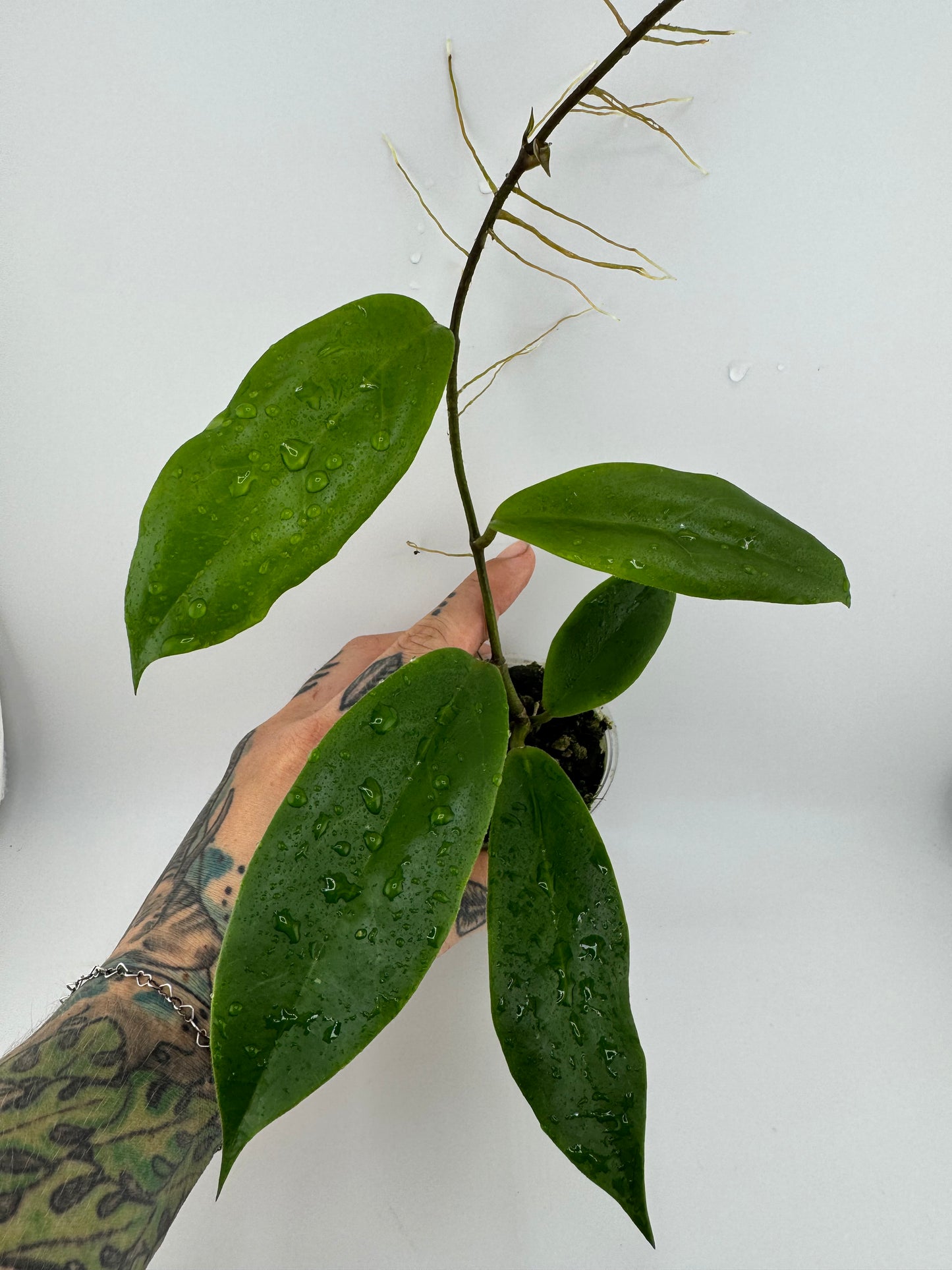 Hoya Bicolor ‘IML-1886’