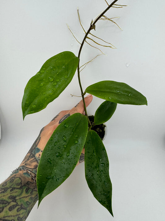Hoya Bicolor ‘IML-1886’