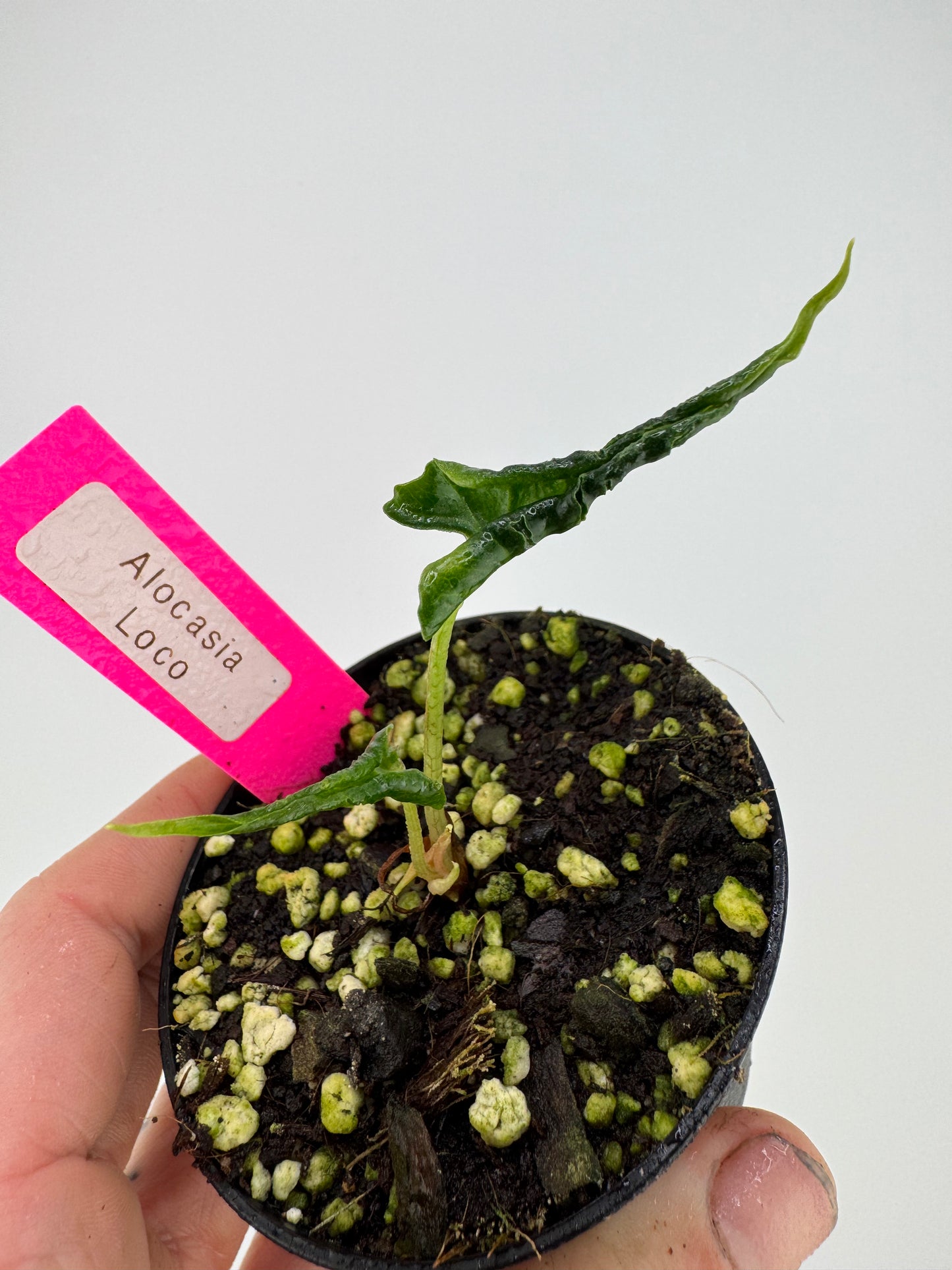 Alocasia Loco