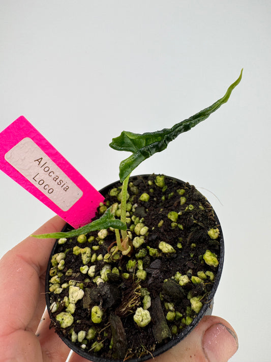 Alocasia Loco