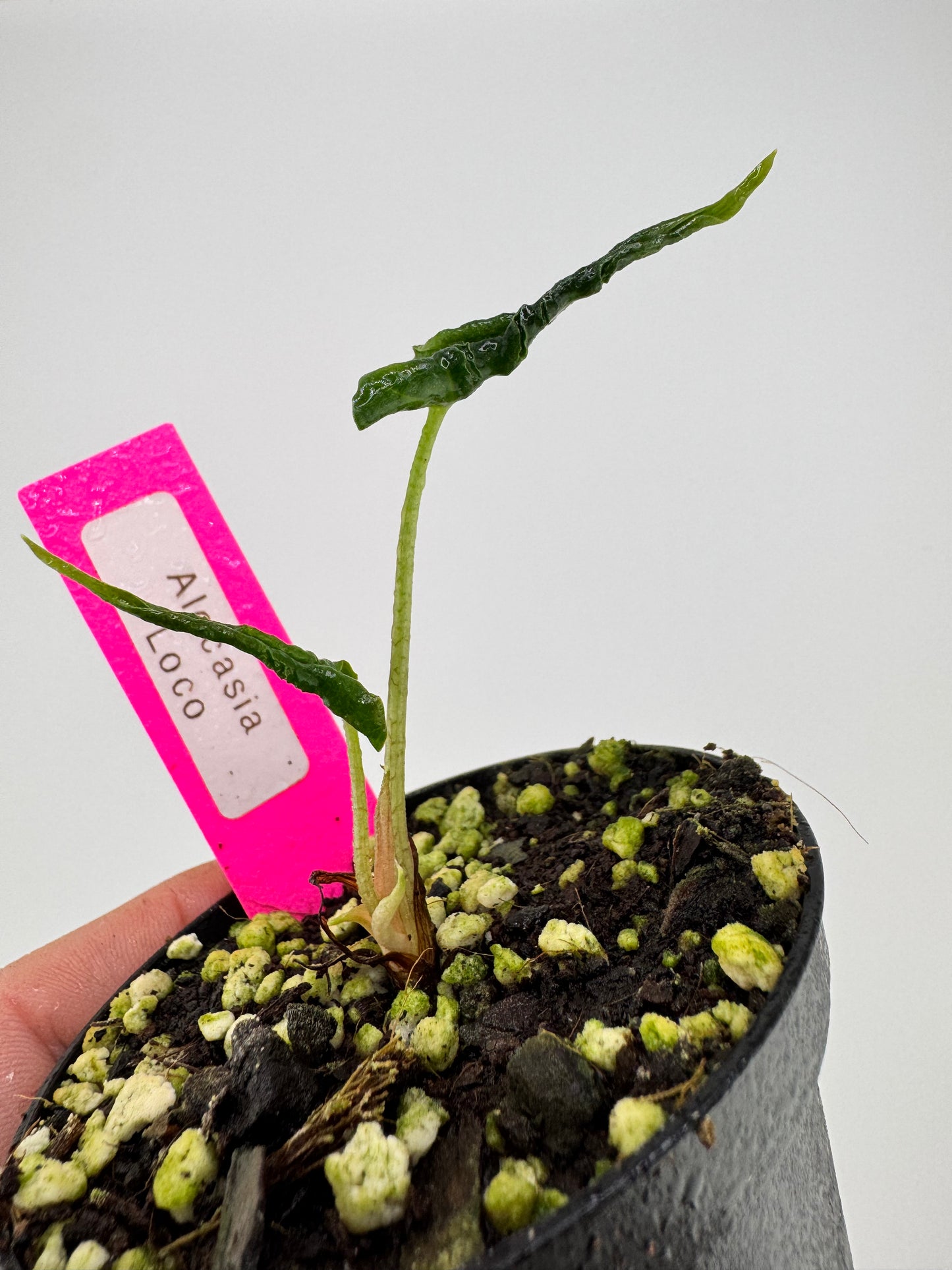 Alocasia Loco