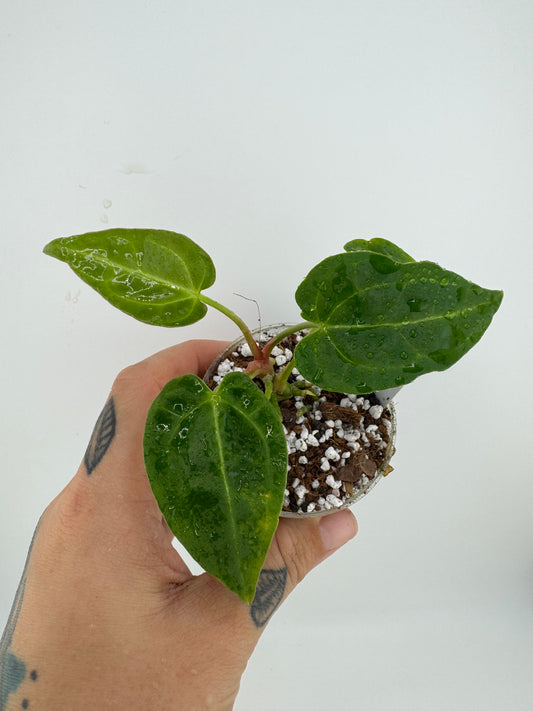 Anthurium Clarinervium