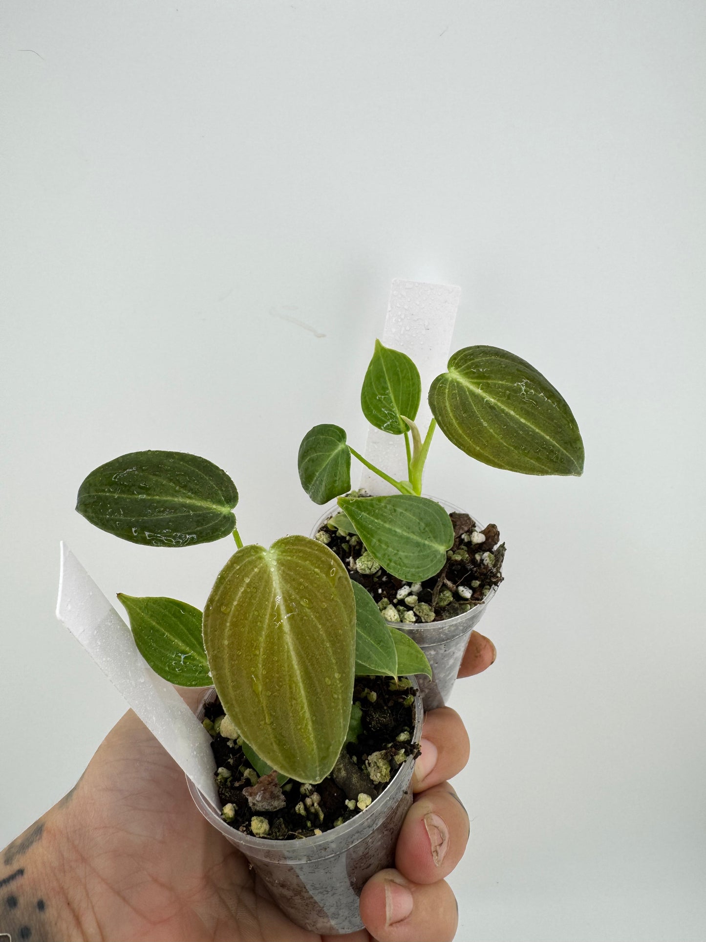 Philodendron Melanocrysum