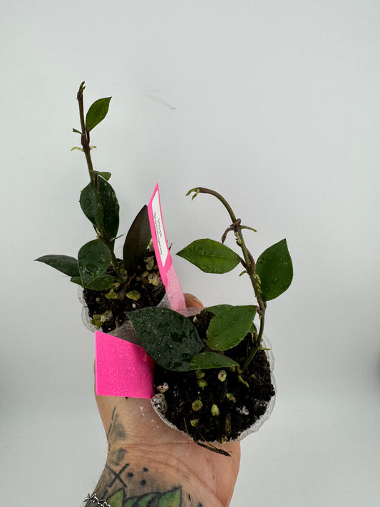 Hoya sipitangenis