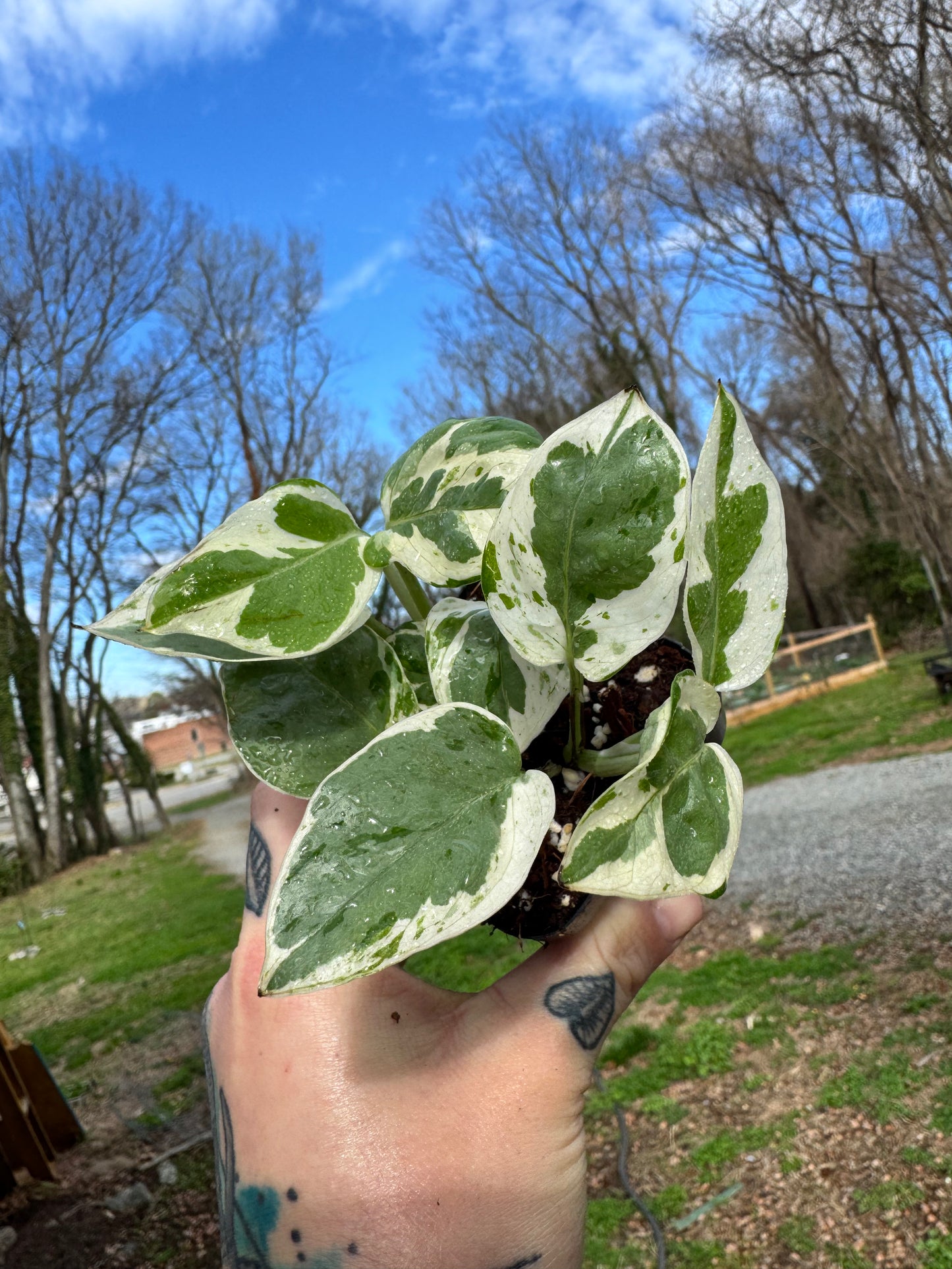 ‘N’Joy’ pothos