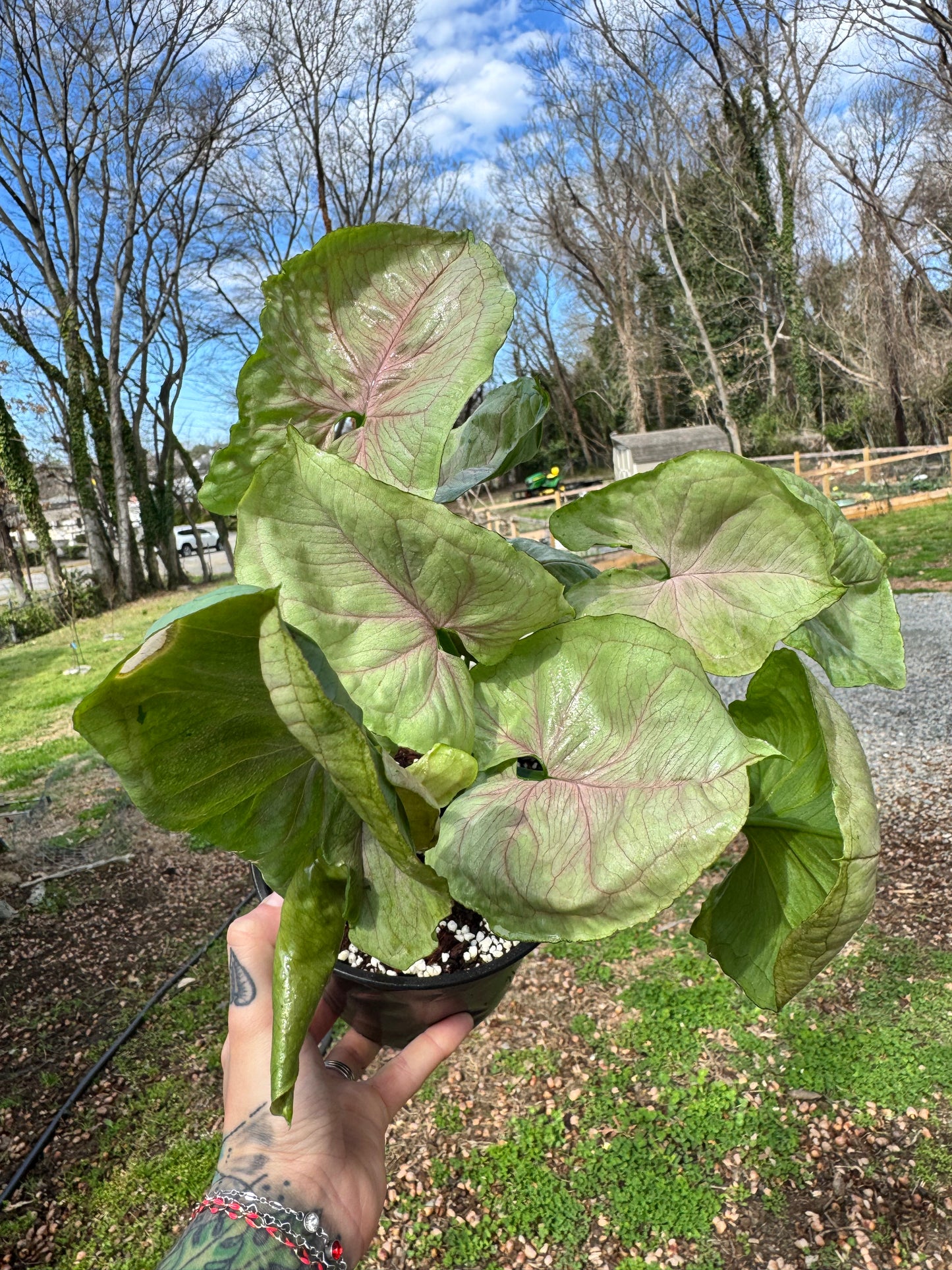 Syngonium Green Splash