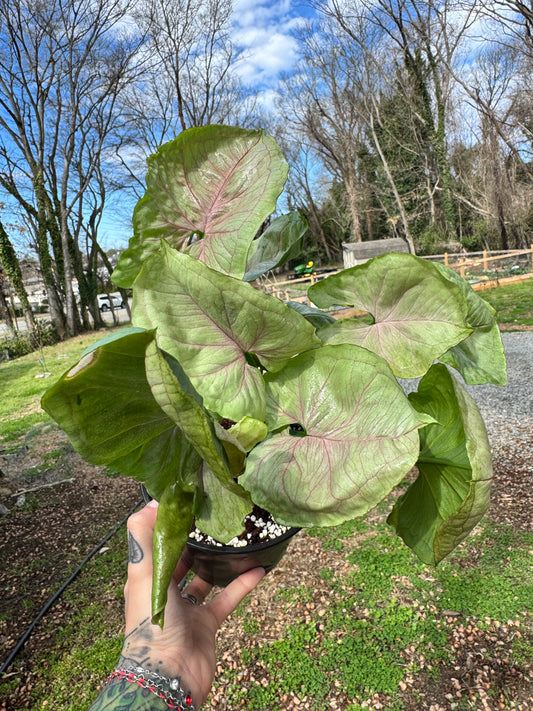 Syngonium Green Splash