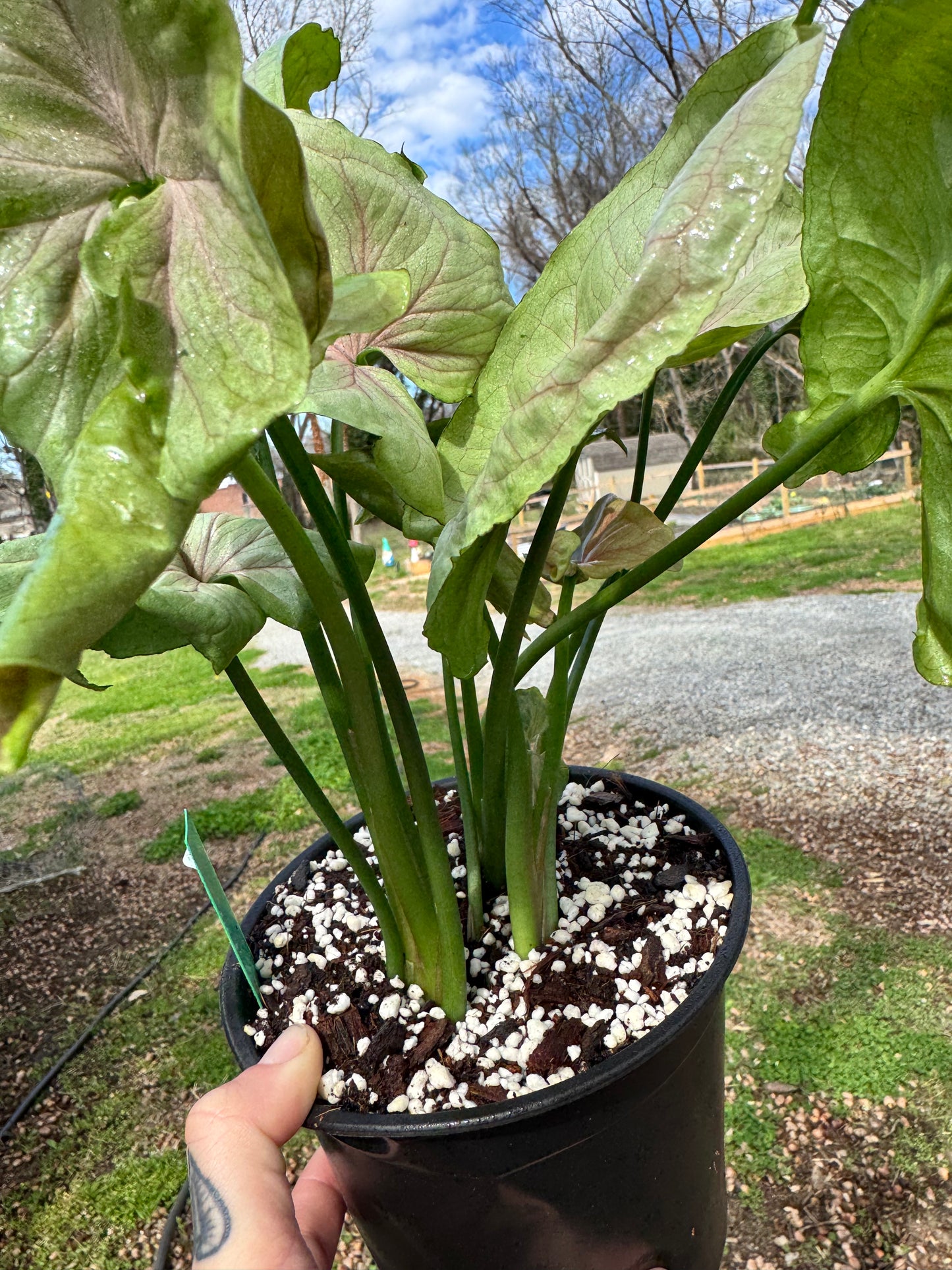 Syngonium Green Splash