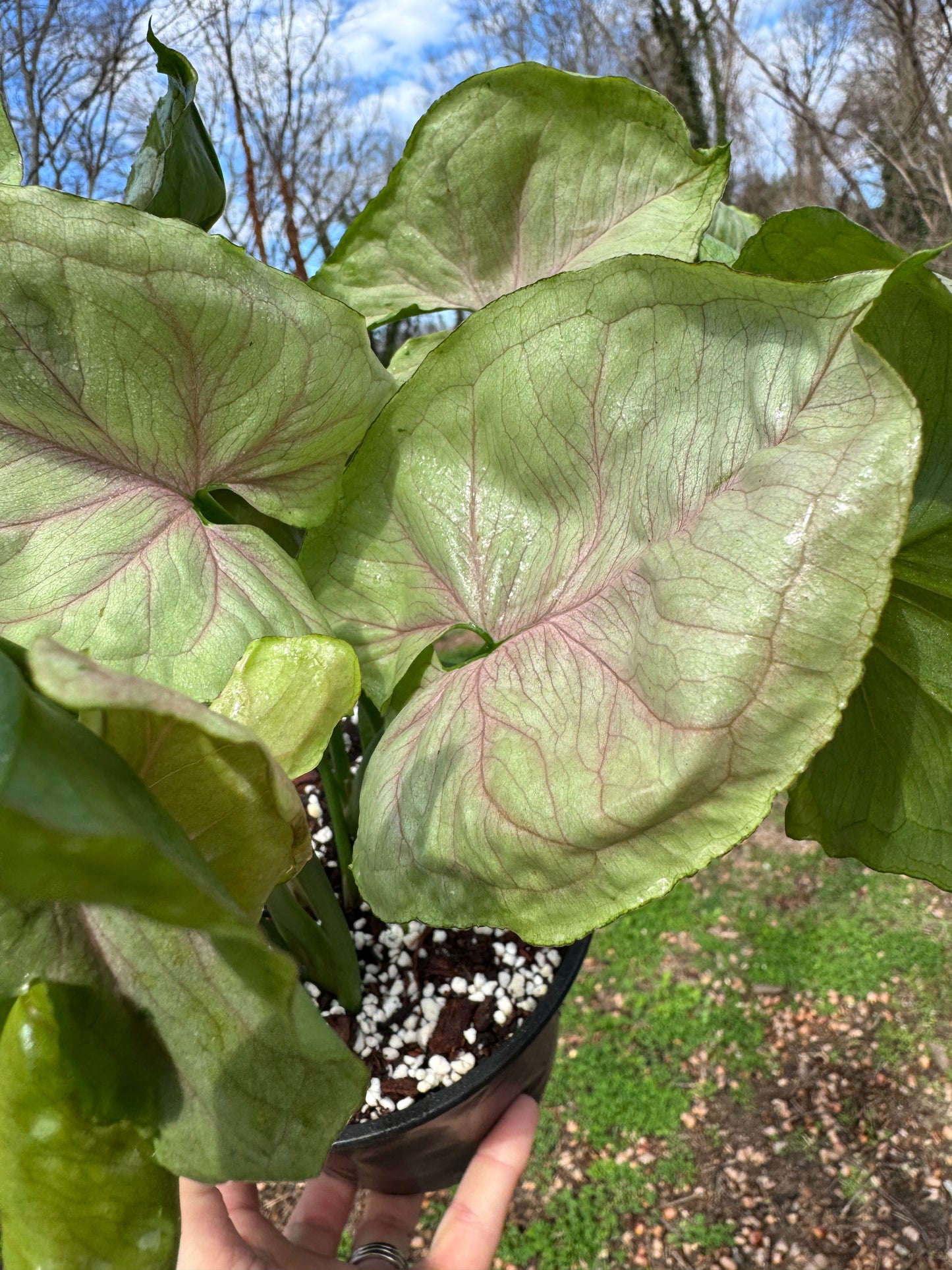 Syngonium Green Splash