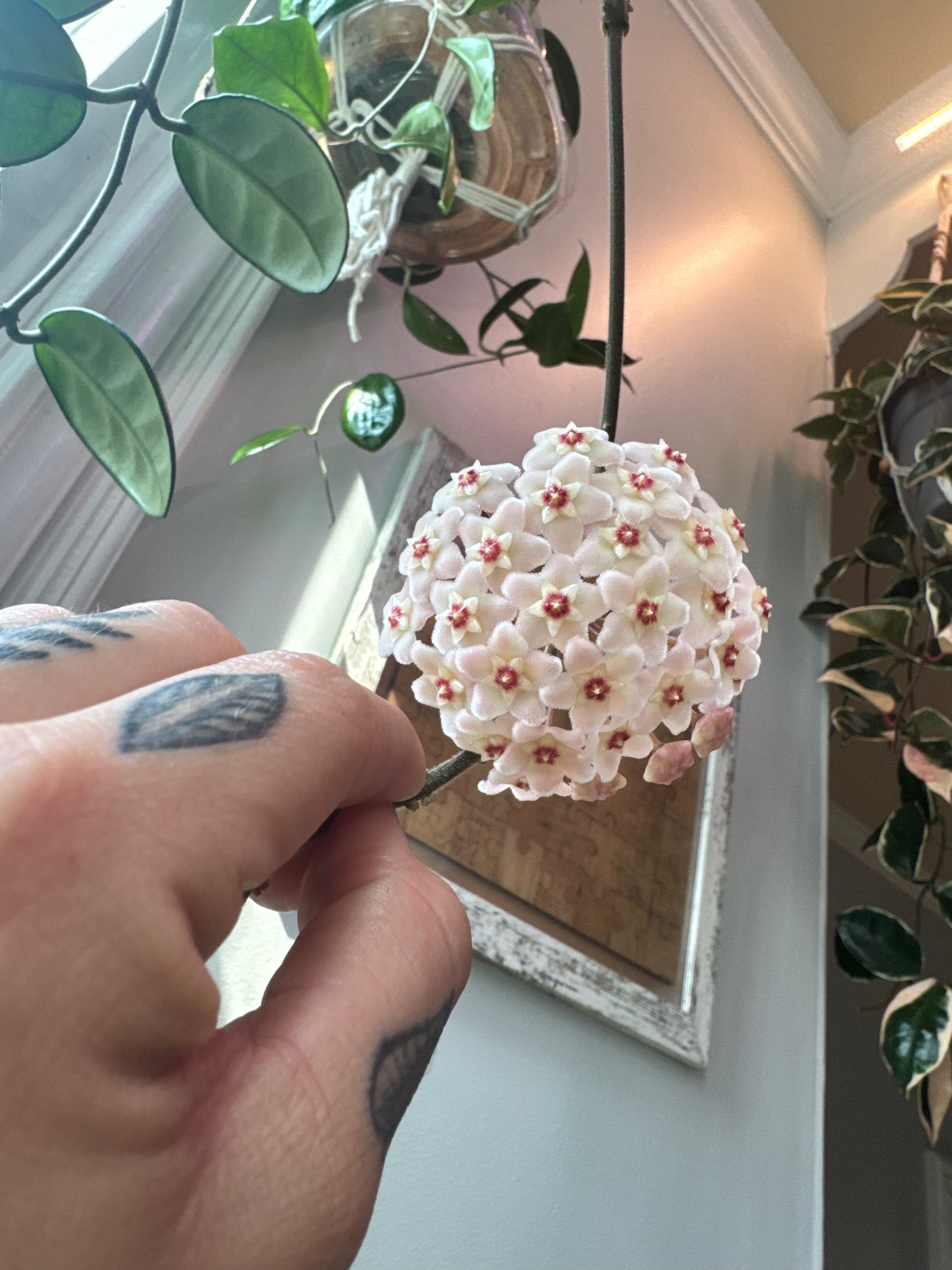 Bloom example from mother plant 