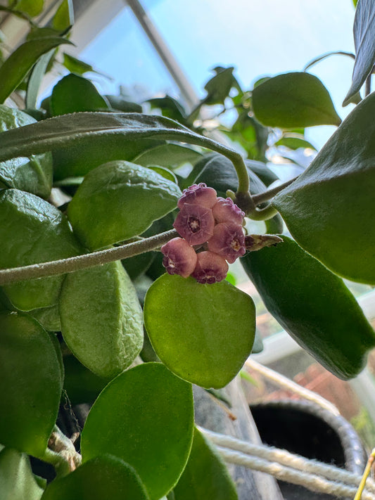 Bloom example from mother plant 