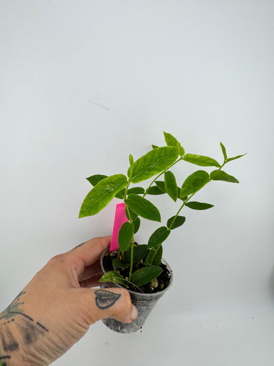 Hoya Densifolia