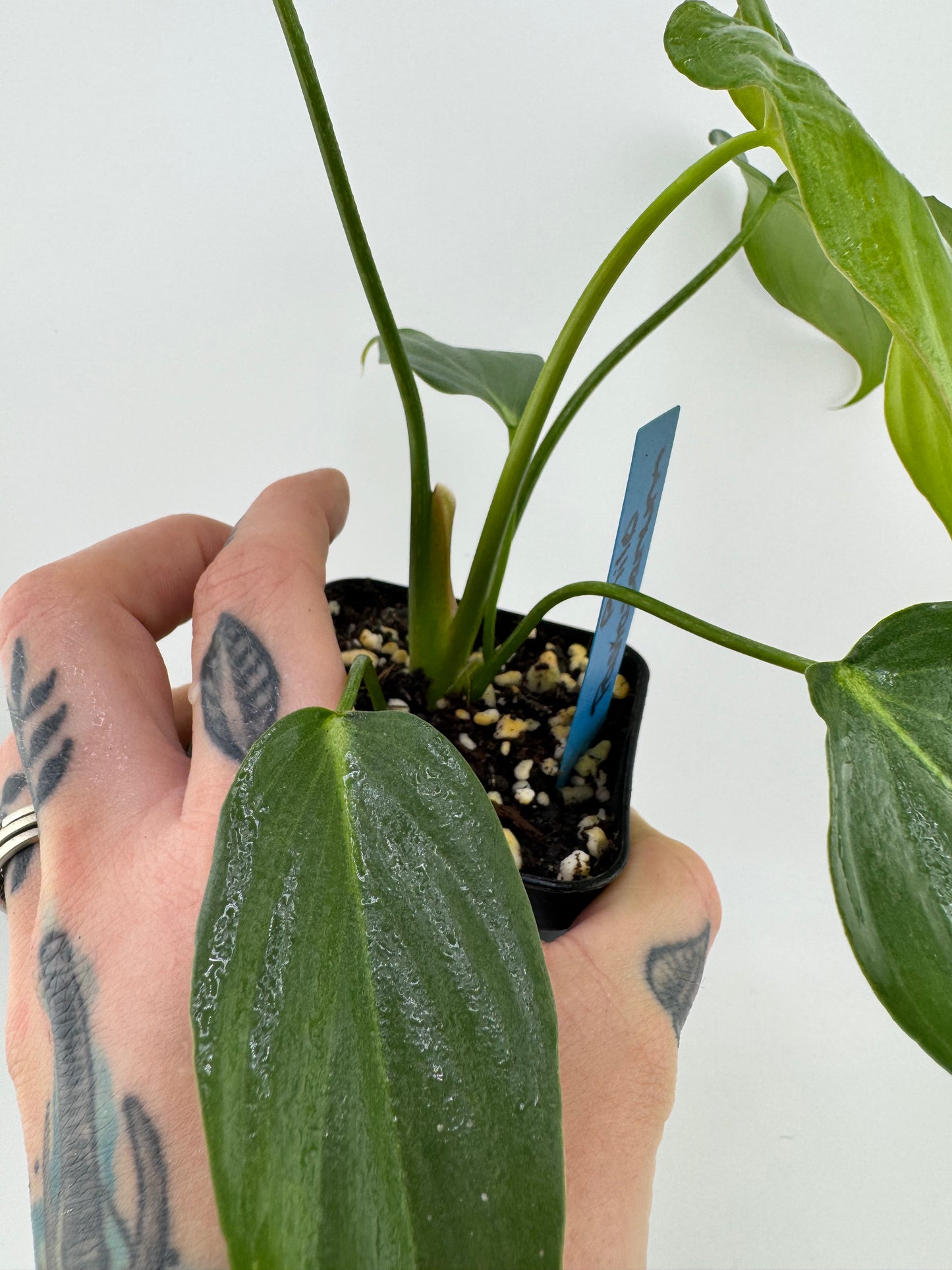 Philodendron Pastazanum