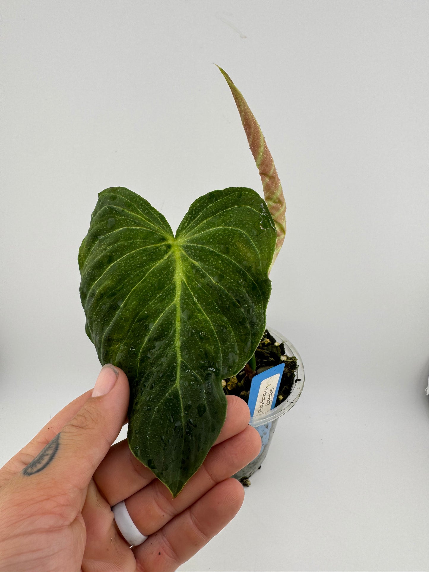 Philodendron splendid (verrucosum X Melanocrysum)