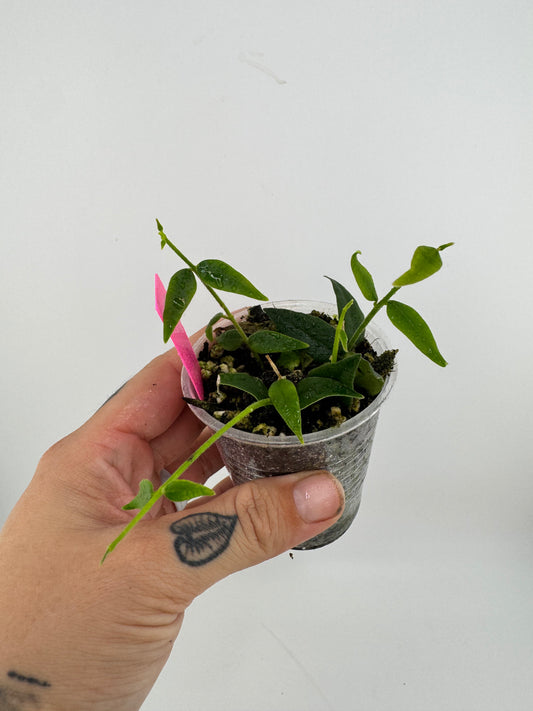 Hoya Bella