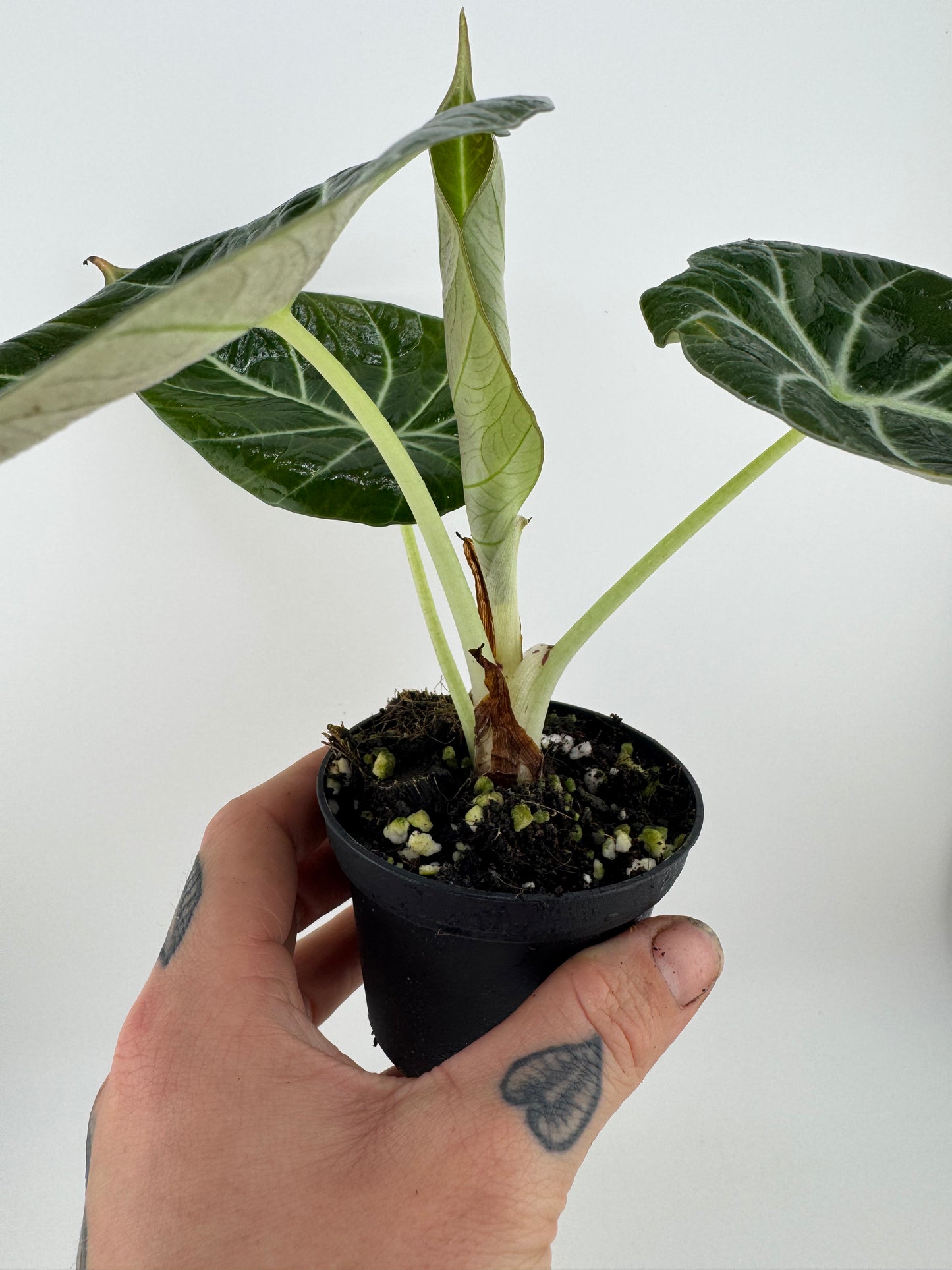 Alocasia Black Velvet