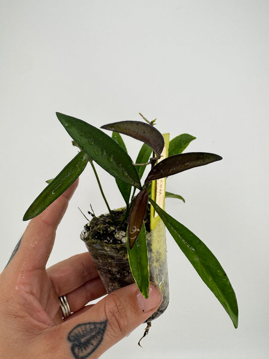 Hoya Wayetti