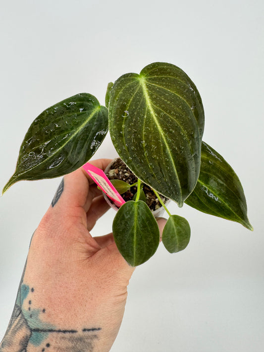 Philodendron Melanocrysum