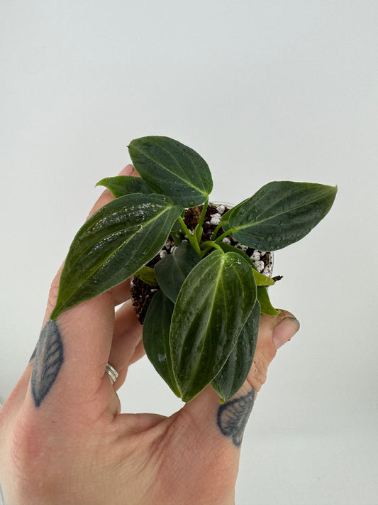 Philodendron splendid (verrucosum X Melanocrysum)